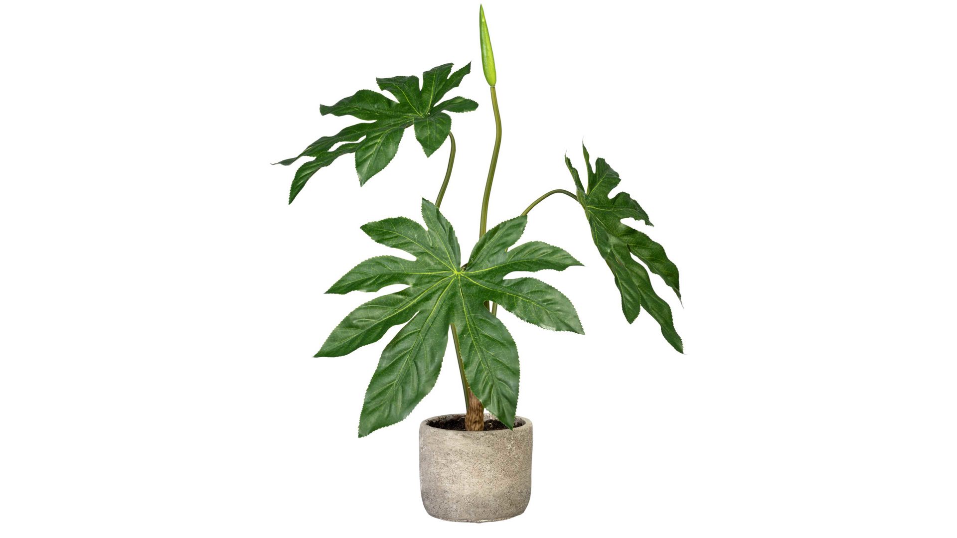 Pflanze Gasper aus Kunststoff in Grün Aralie Stella grüner Kunststoff & Zementtopf – Höhe ca. 60 cm
