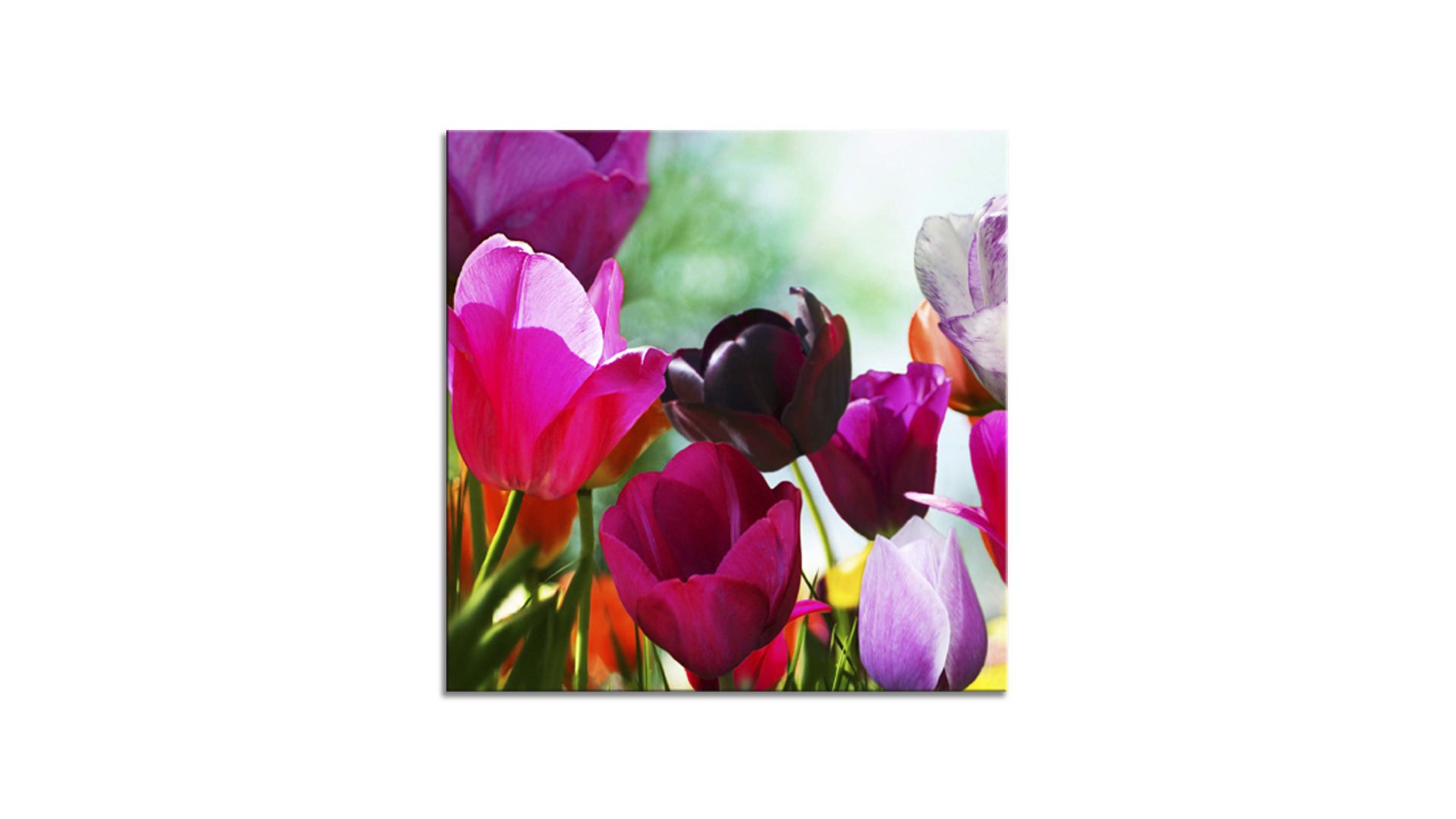 Glasbild Ars graphica aus Glas in Mehrfarbig Glasbild Tulips I 4 mm Floatglas mit Motiv - ca. 30 x 30 cm