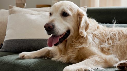 Einzelkissen Interliving aus Stoff in Grün Interliving Sofa Serie 4303 – Nierenkissen moosgrüner Pfotenstoff Cyber - ca. 58 x 25 cm